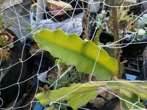 Mesh 5X30FT Trellis Netting Square